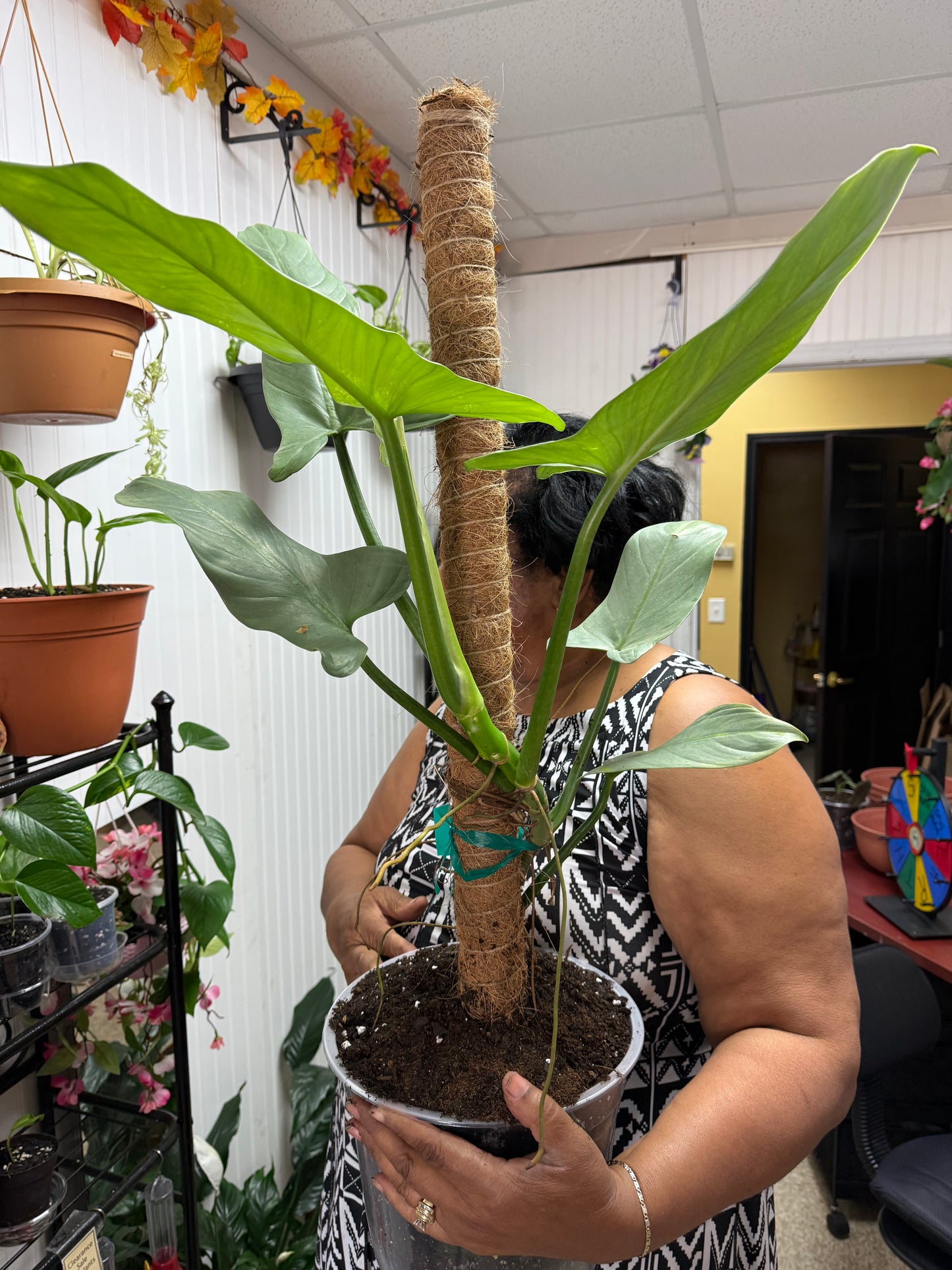 Silver Sword Philodendron