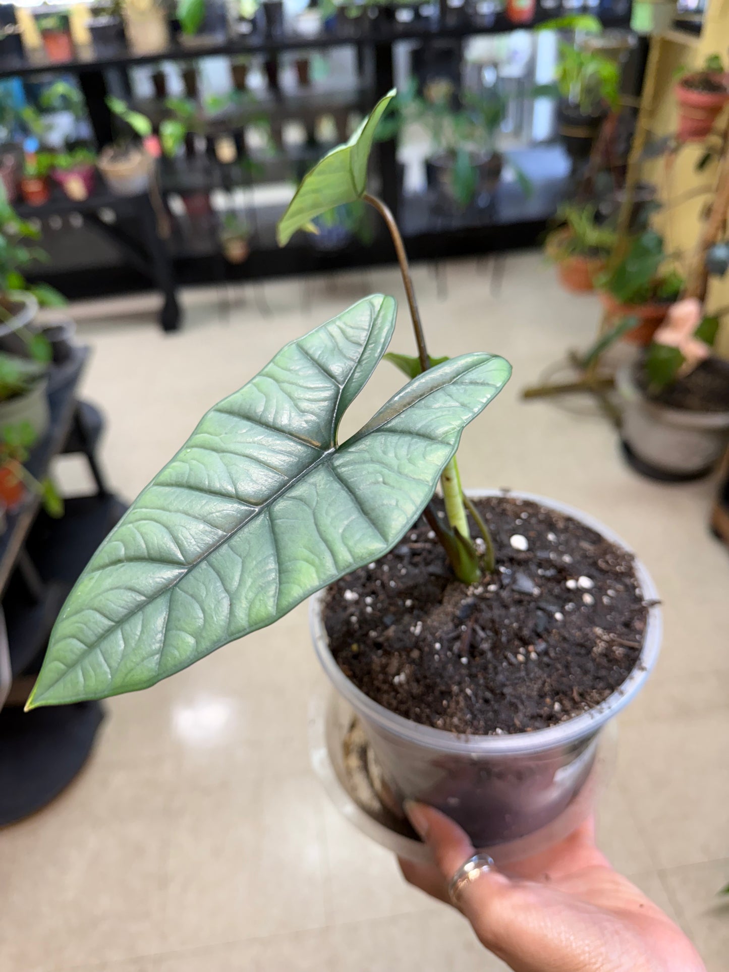 Alocasia Platinum