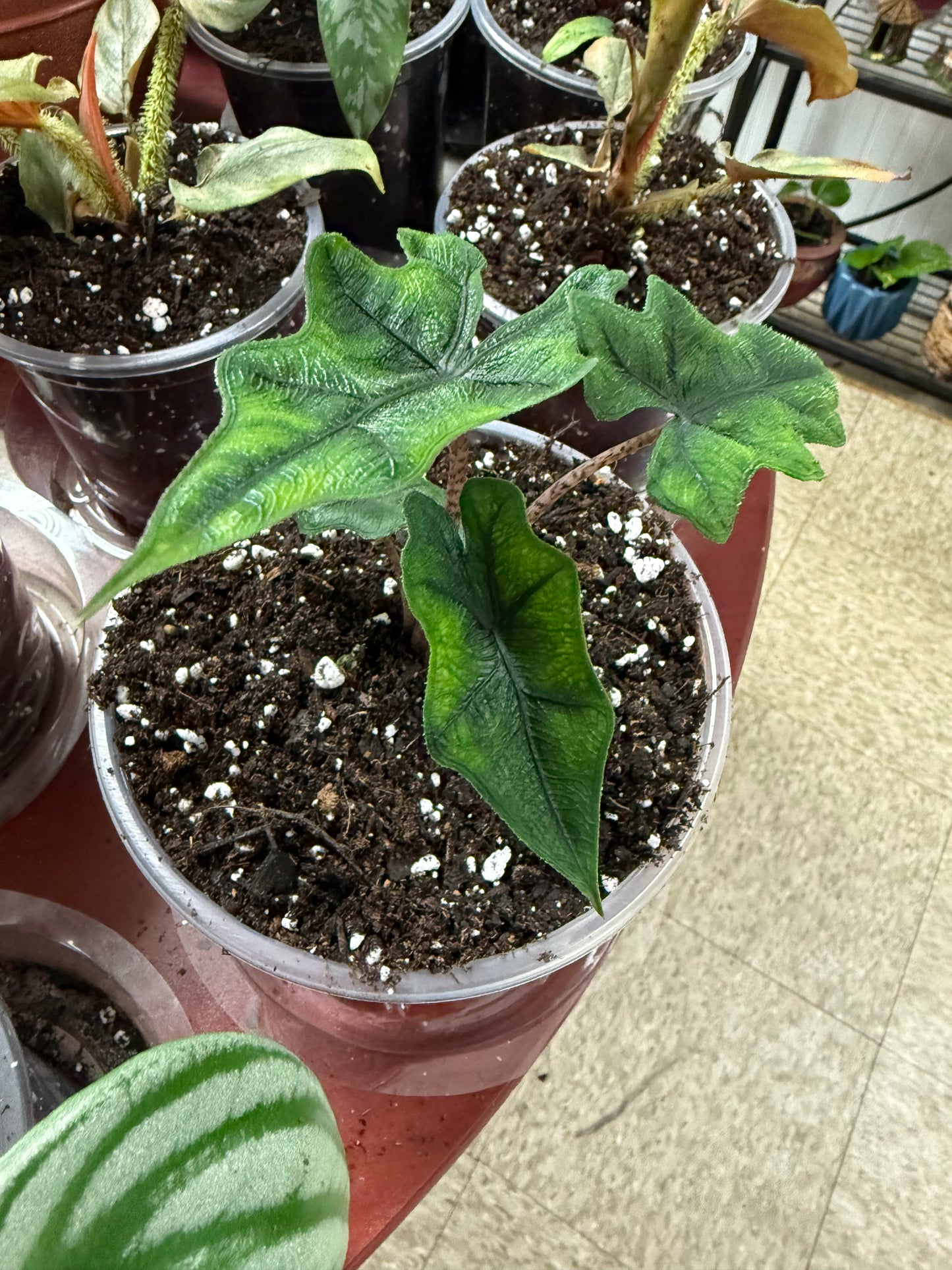Alocasia Jacklyn