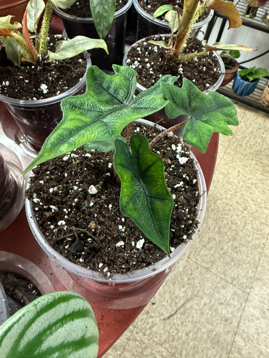 Alocasia Jacklyn