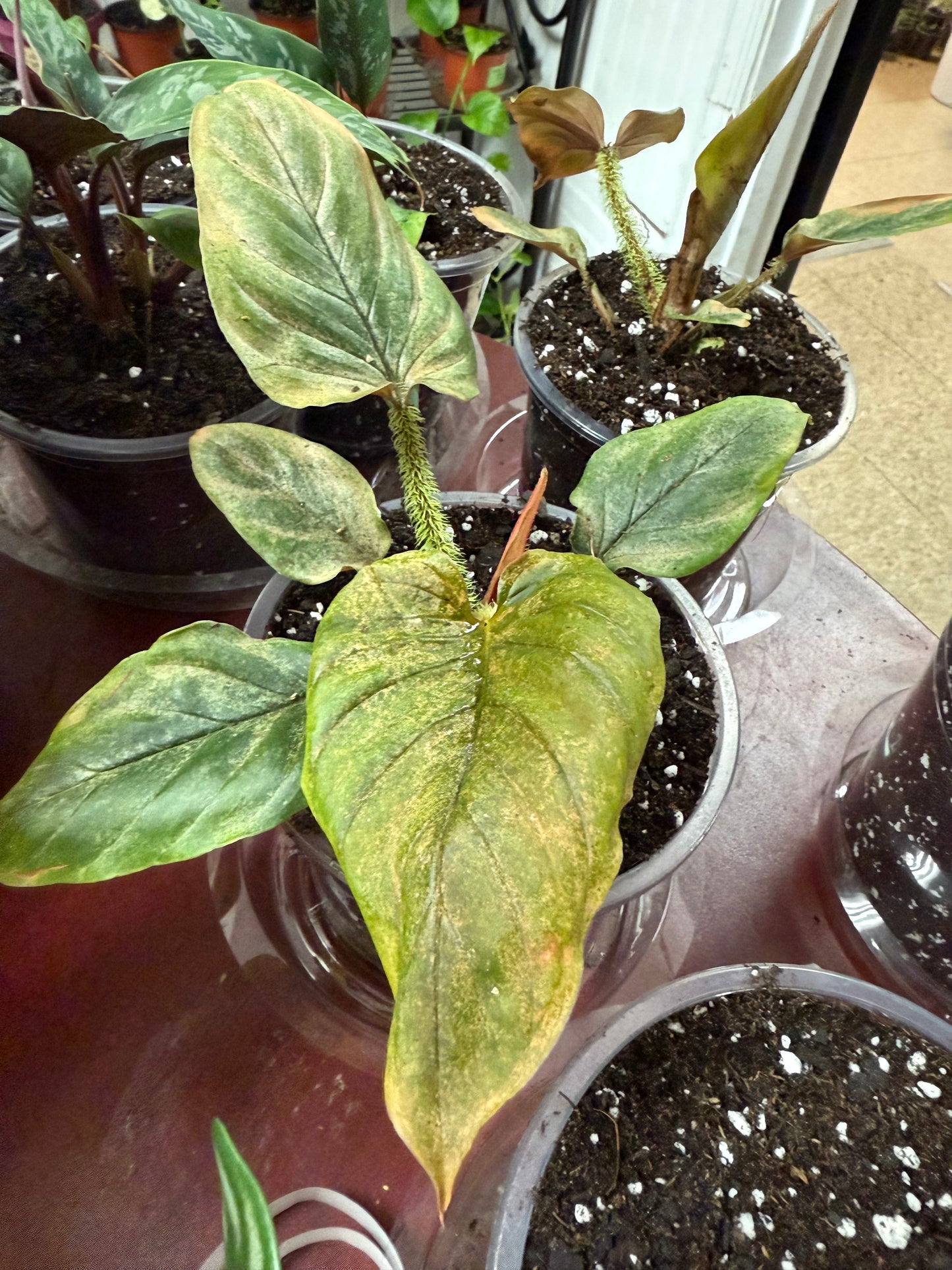 Philodendron Serpens