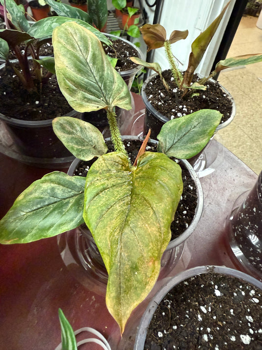 Philodendron Serpens