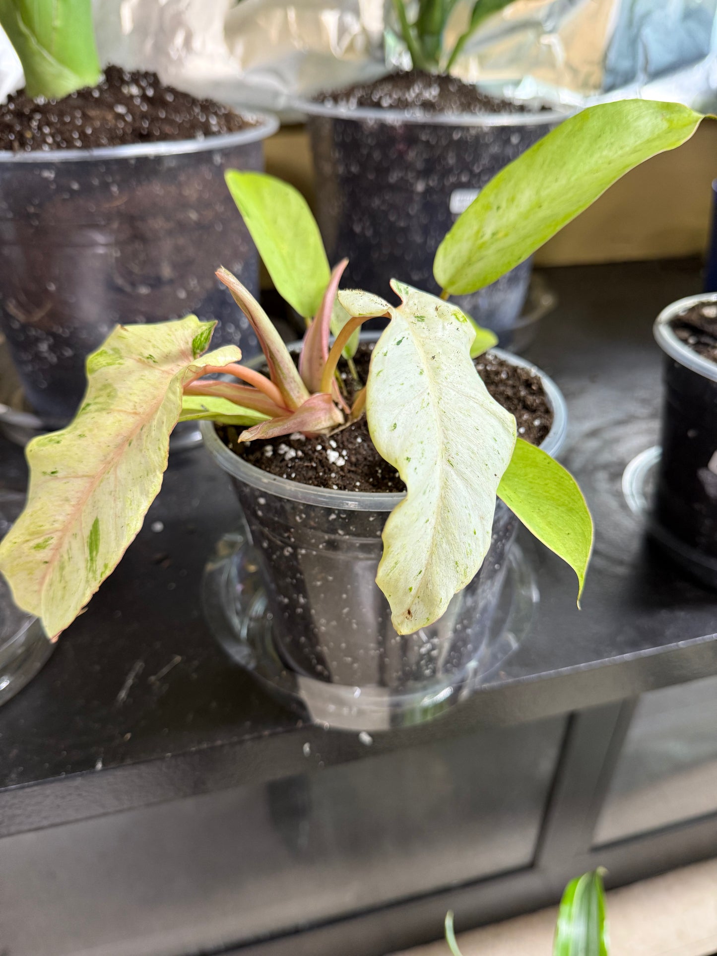 Variegated Philodendron Snow Drift